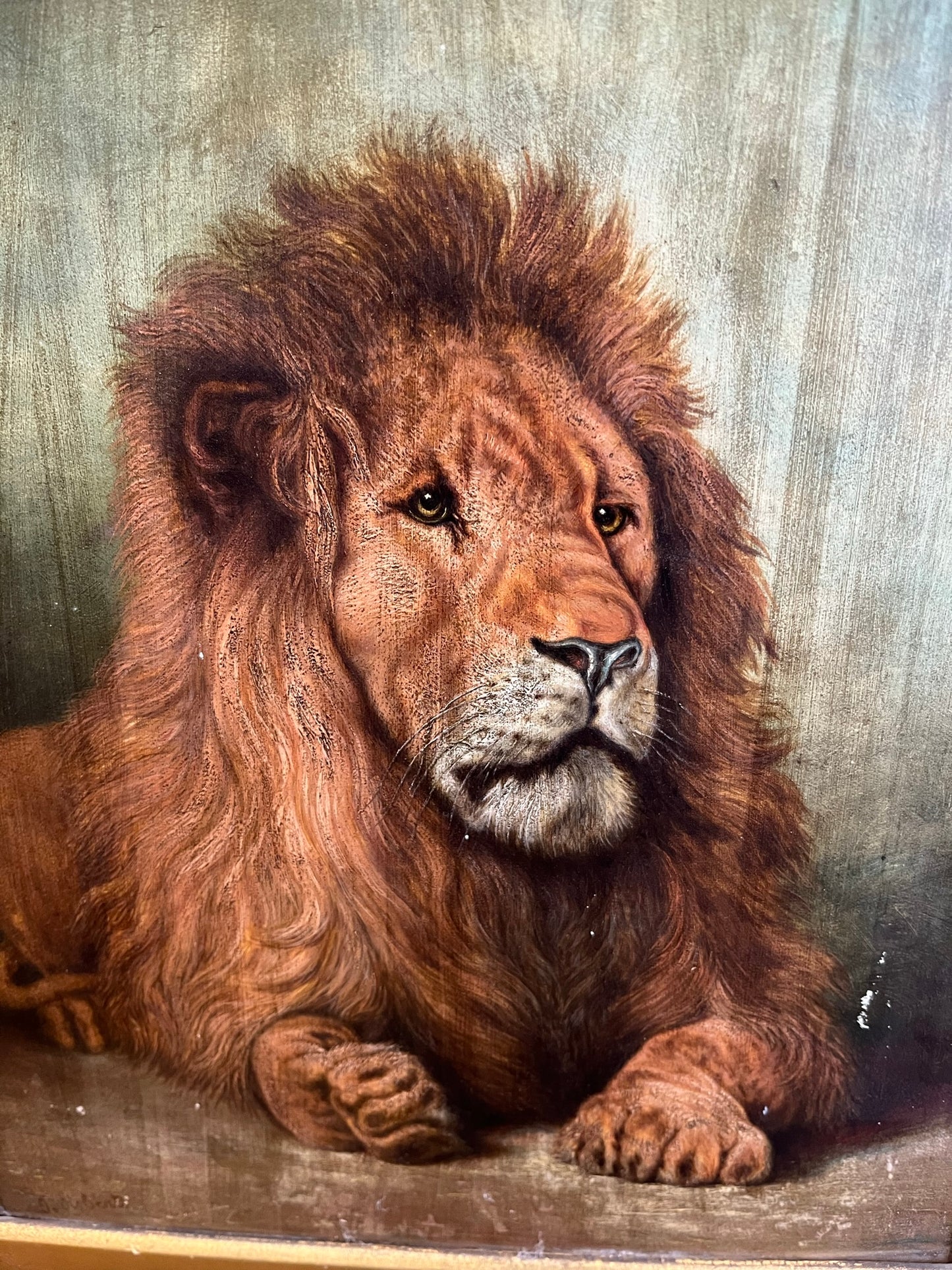 Framed study of a lion, oil on board, early 20th century, signed J. Roberts.
