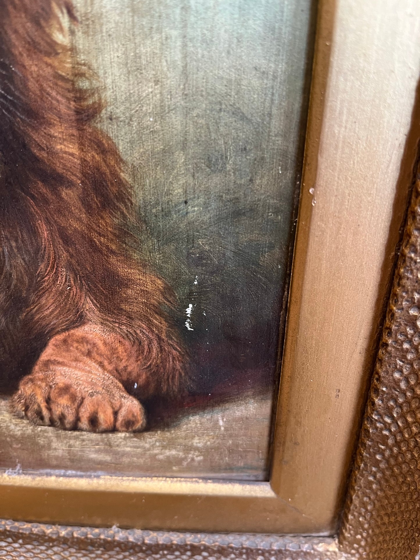 Framed study of a lion, oil on board, early 20th century, signed J. Roberts.