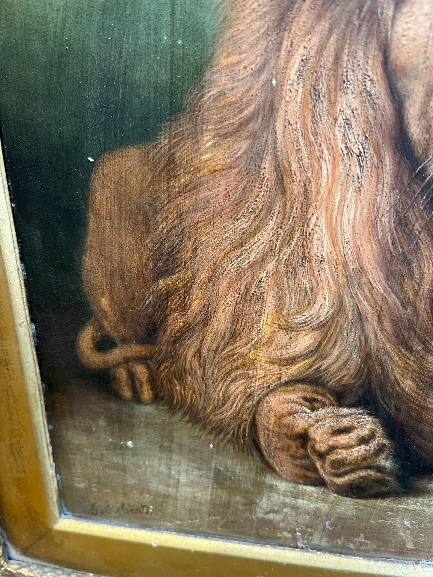Framed study of a lion, oil on board, early 20th century, signed J. Roberts.