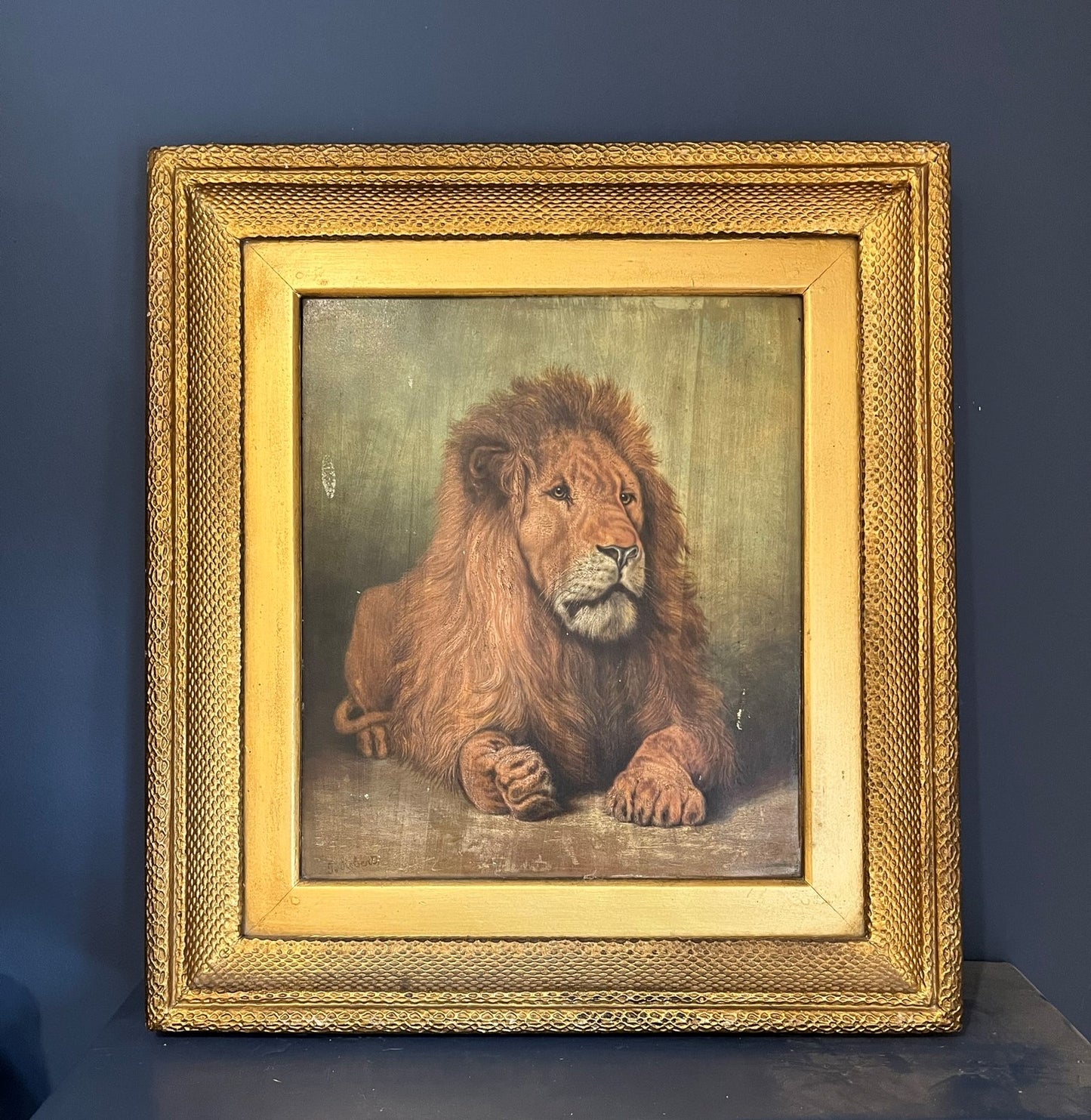 Framed study of a lion, oil on board, early 20th century, signed J. Roberts.